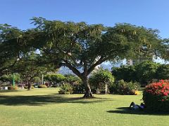 03 Resting on a manicured lawn with a wide tree beyond in beautiful Emancipation Park Kingston Jamaica